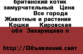 британский котик замурчательный › Цена ­ 12 000 - Все города Животные и растения » Кошки   . Кировская обл.,Захарищево п.